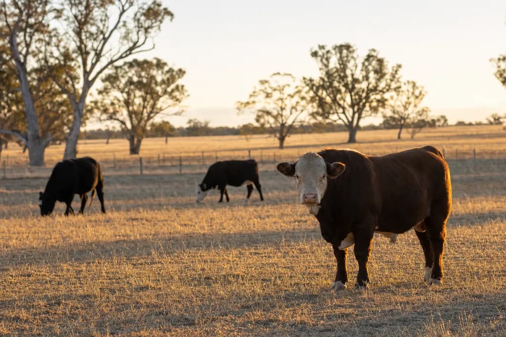 Beef cattle grazing a dry Australian paddock at golden hour