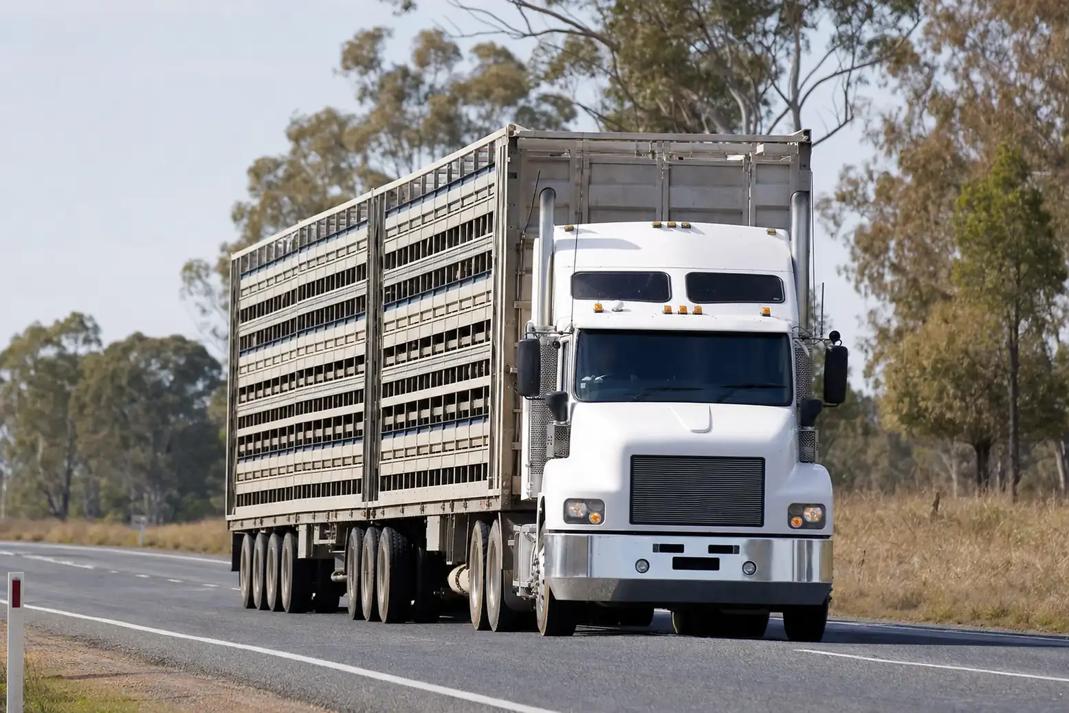 Australian multi-deck livestock transport truck on a rural highway